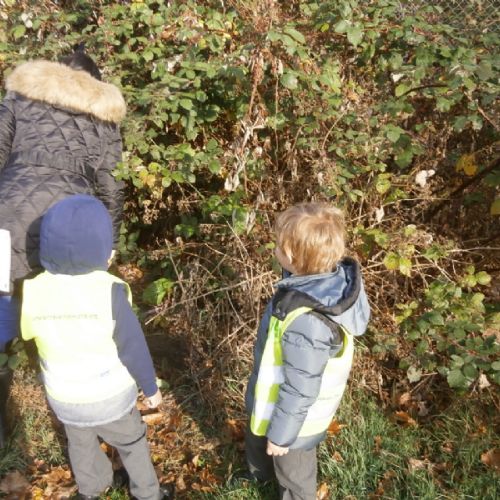 Autumn Walk