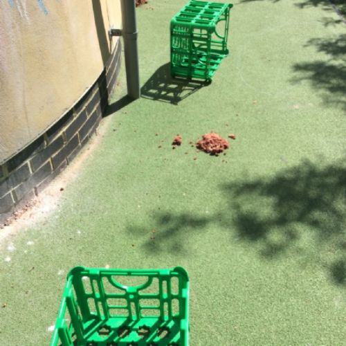 Dinosaurs came to visit reception!